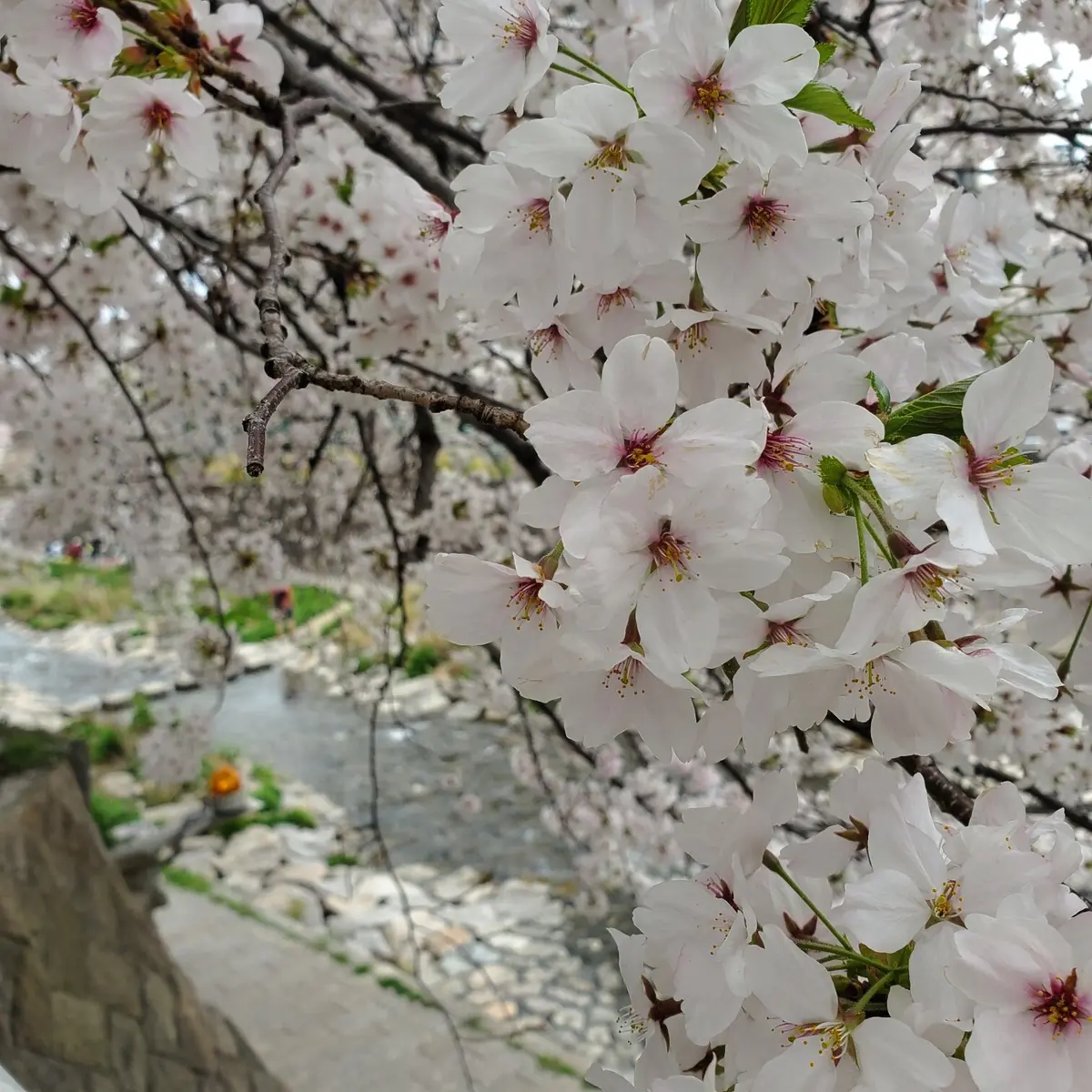 ≪関西・お花見≫神戸近郊の桜おすすめスポの画像_2