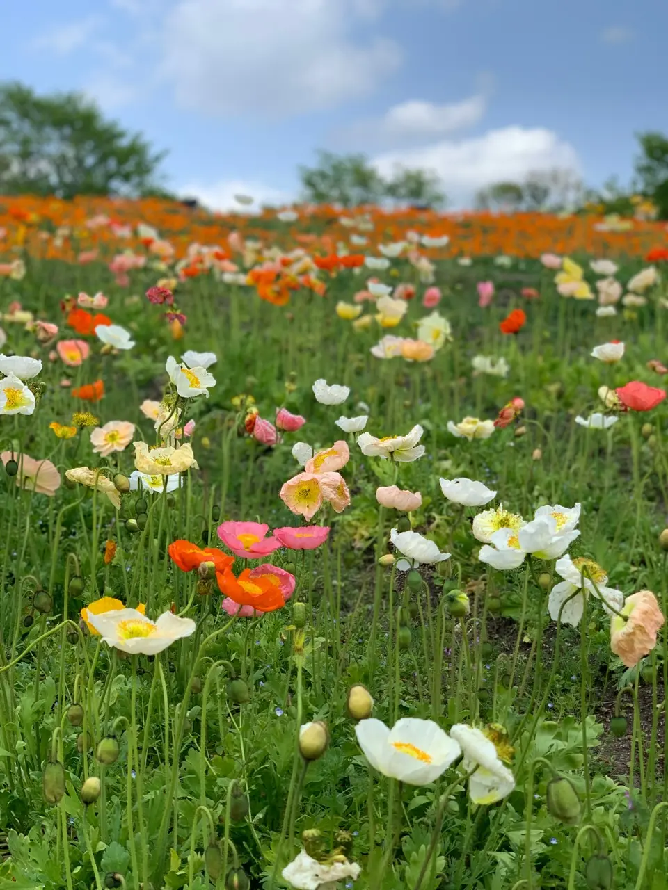 豊富な花色が特長のアイスランドポピー　万博記念公園