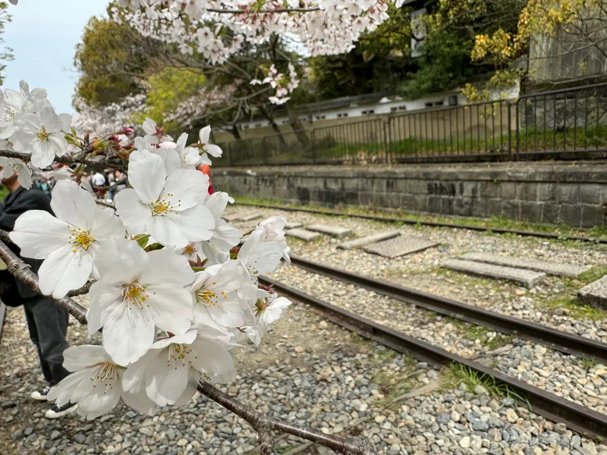 蹴上インクラインと桜　線路と桜