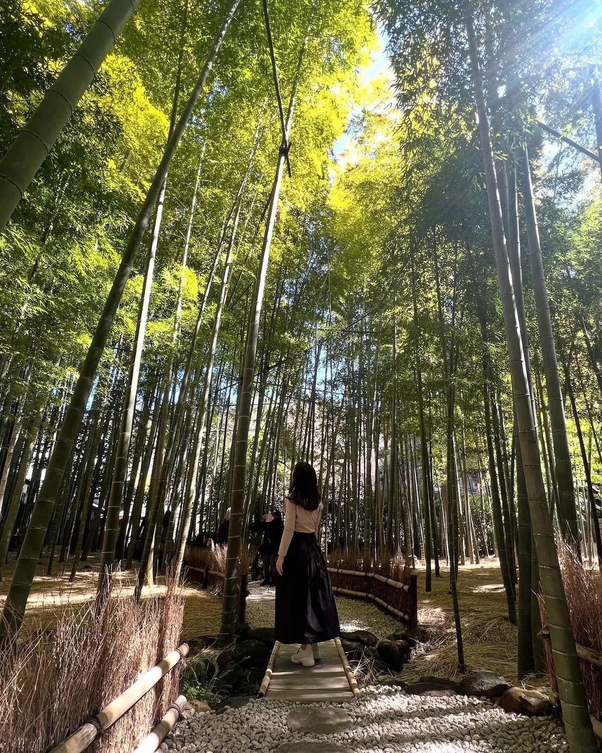 【鎌倉】竹林を眺めながらお抹茶と干菓子がの画像_4