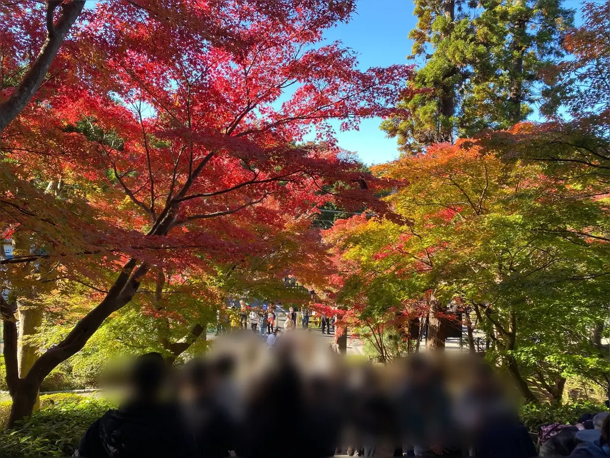 【鎌倉】紅葉満喫モデルコース🍁の画像_1