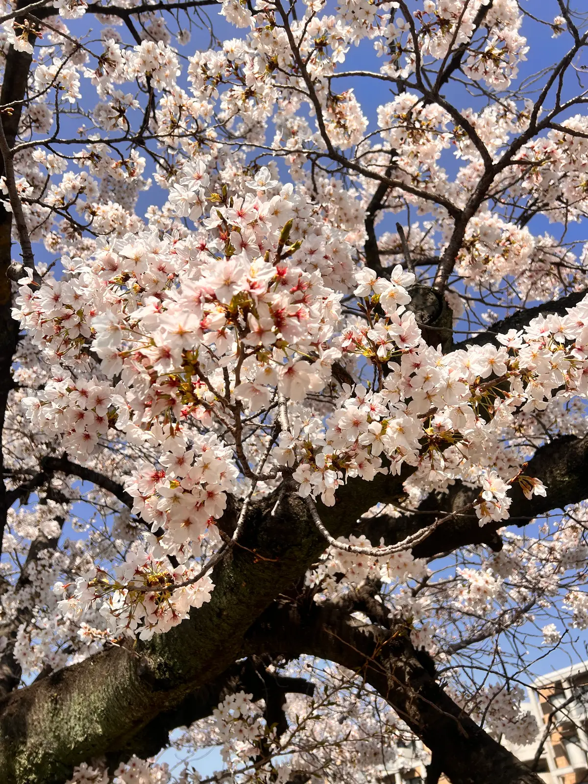 【兵庫県芦屋市】久しぶりに開催のさくらまの画像_2