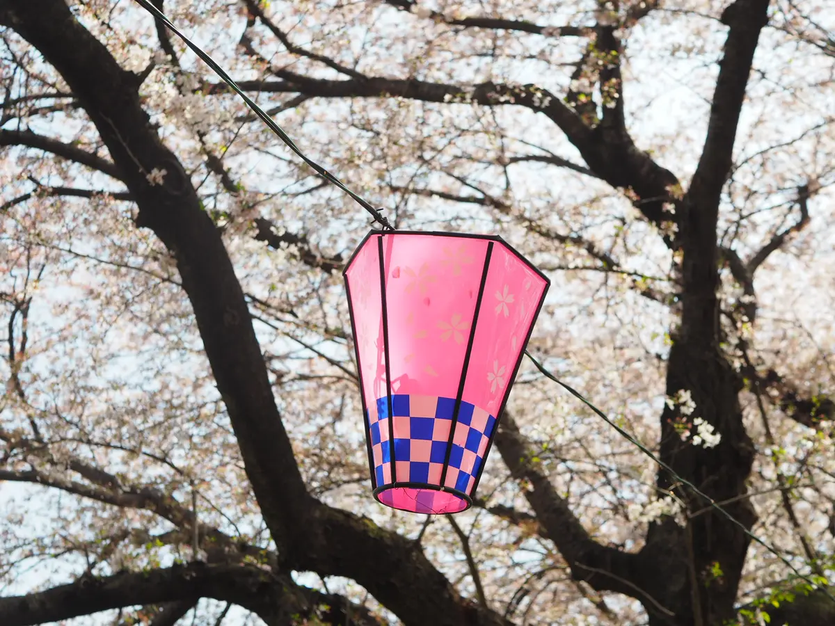 「桜×菜の花」が一度に楽しめる春の絶景スの画像_7