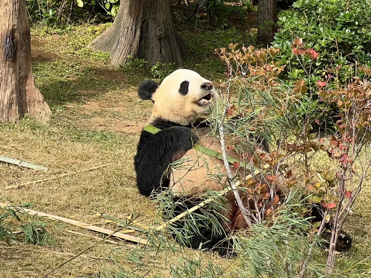 上野動物園　パンダ　リーリー
