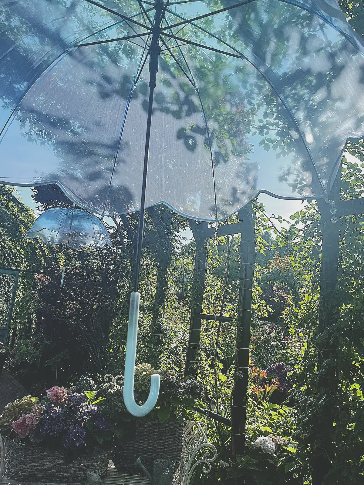 【横浜|紫陽花】6/29まで！今が旬の紫の画像_6