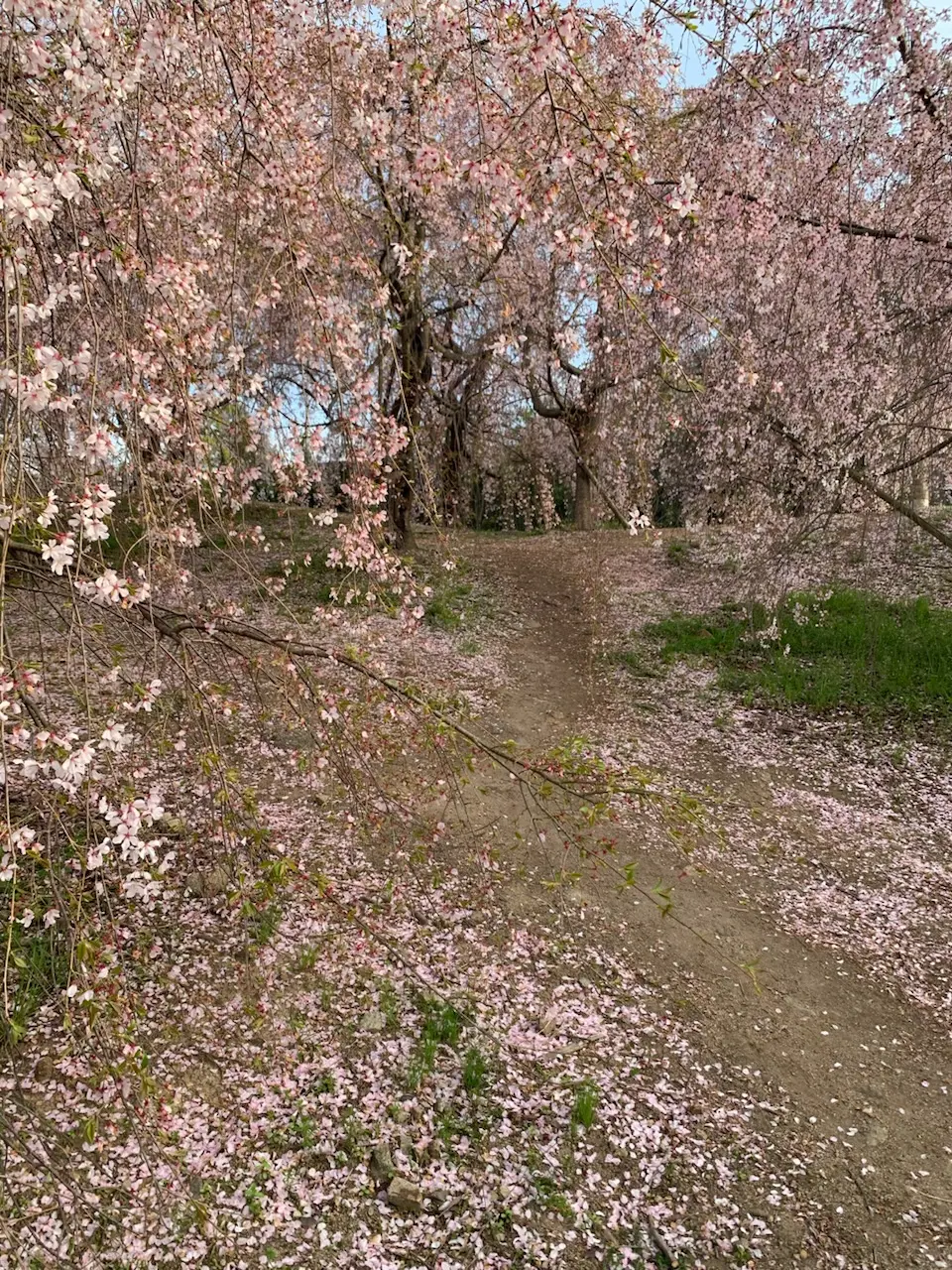 続！！【地元民でも知らない？！穴場花見スの画像_2