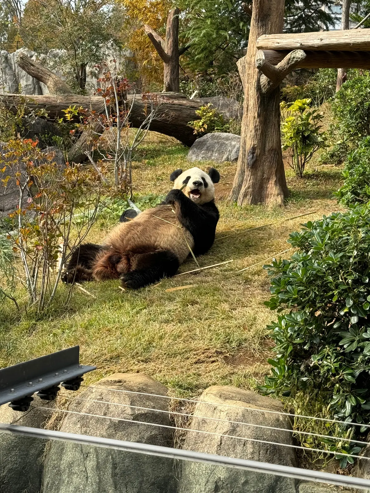 上野動物園　パンダ　タケを食べるパンダ　リーリー