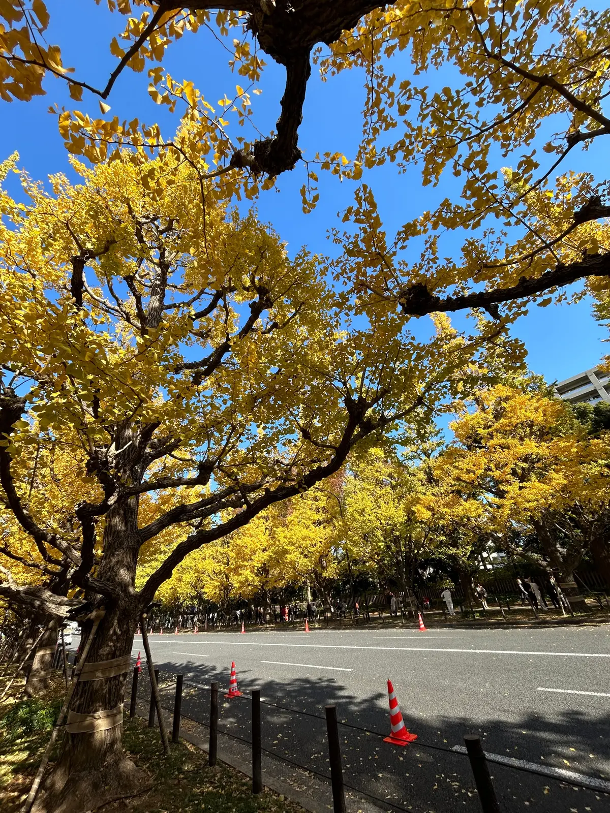 【外苑前】今が見頃！神宮外苑前に紅葉を観の画像_2