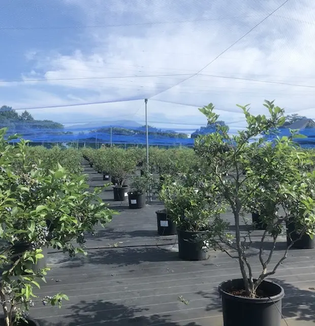 【岩手県】女子旅やご家族で!特大ブルーベの画像_3