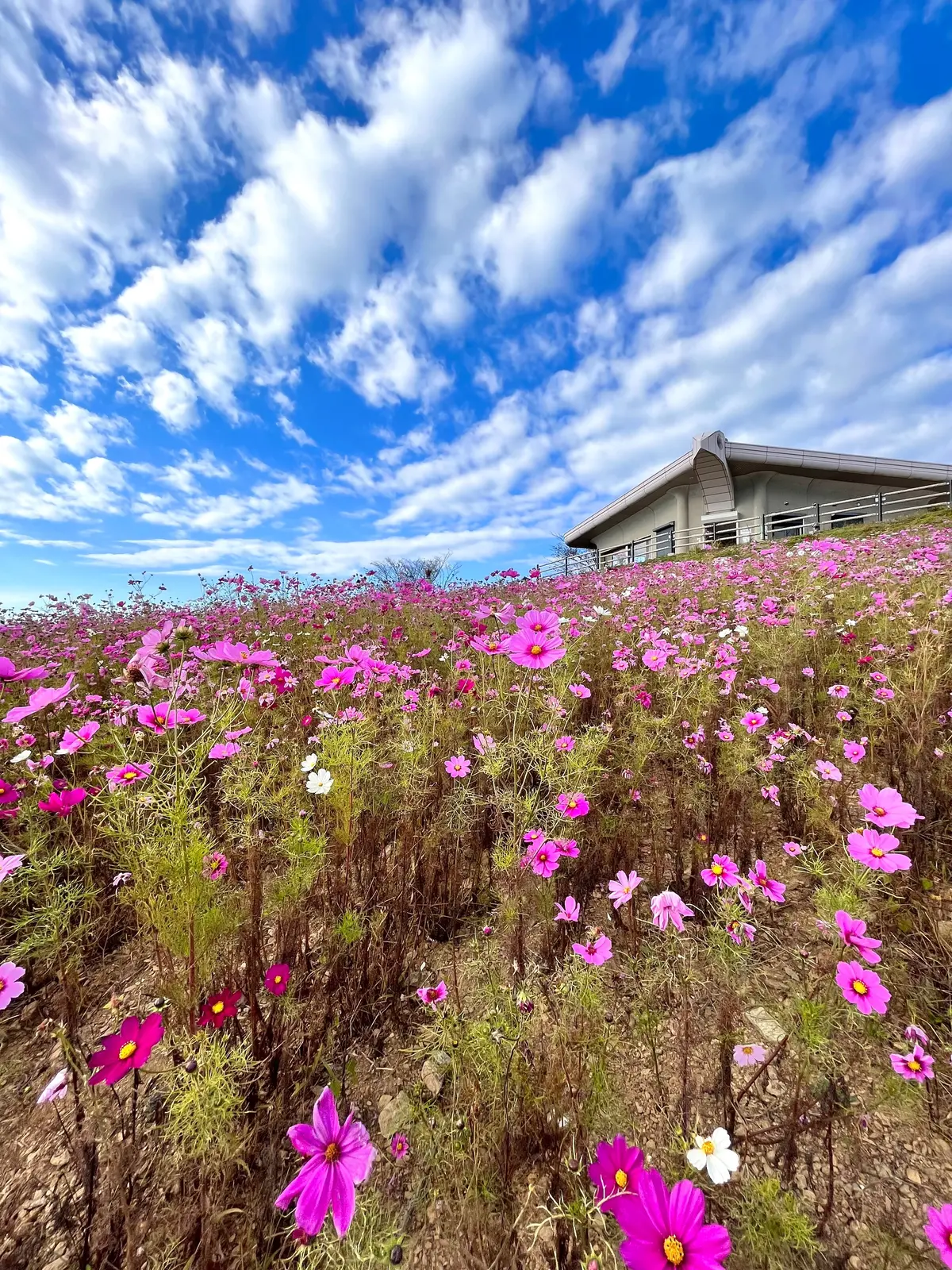 【和歌山・紀中】今年の秋に行きたい超絶景の画像_5