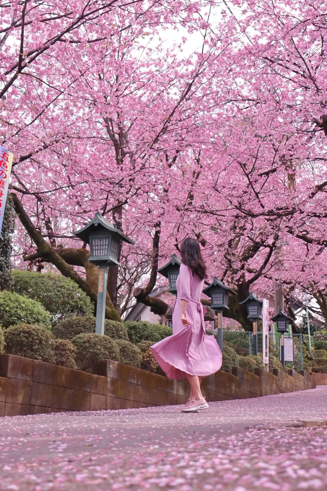 【埼玉】穴場桜スポットでお花見を楽しもうの画像_4