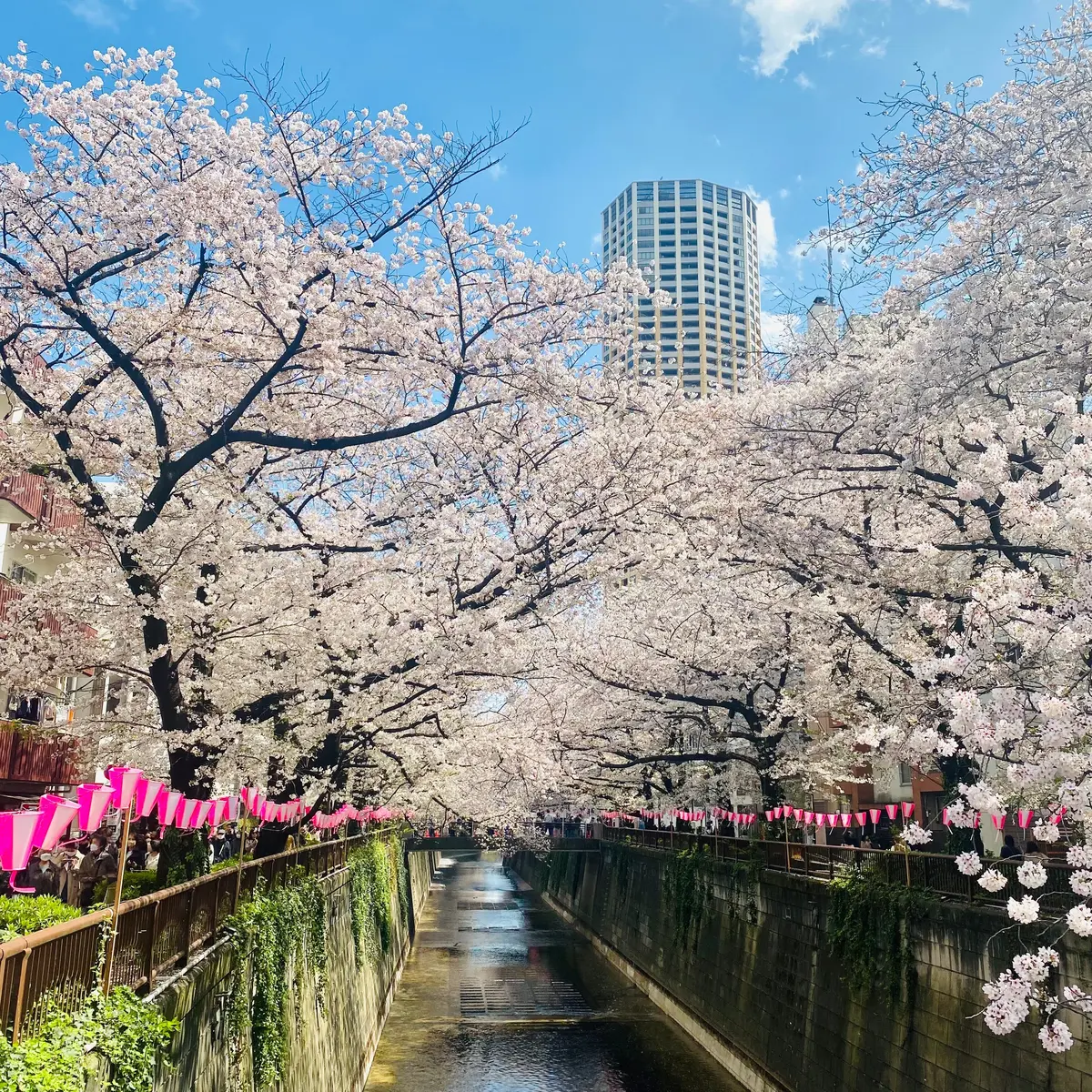 中目黒桜まつり