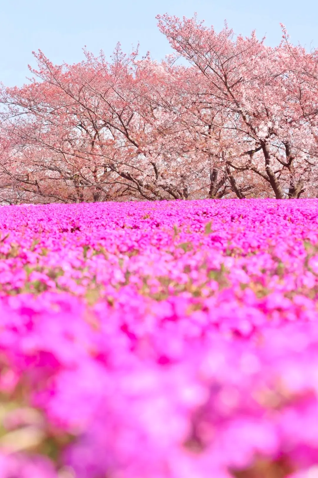 【東京】おすすめ桜お花見スポット5選の画像_5