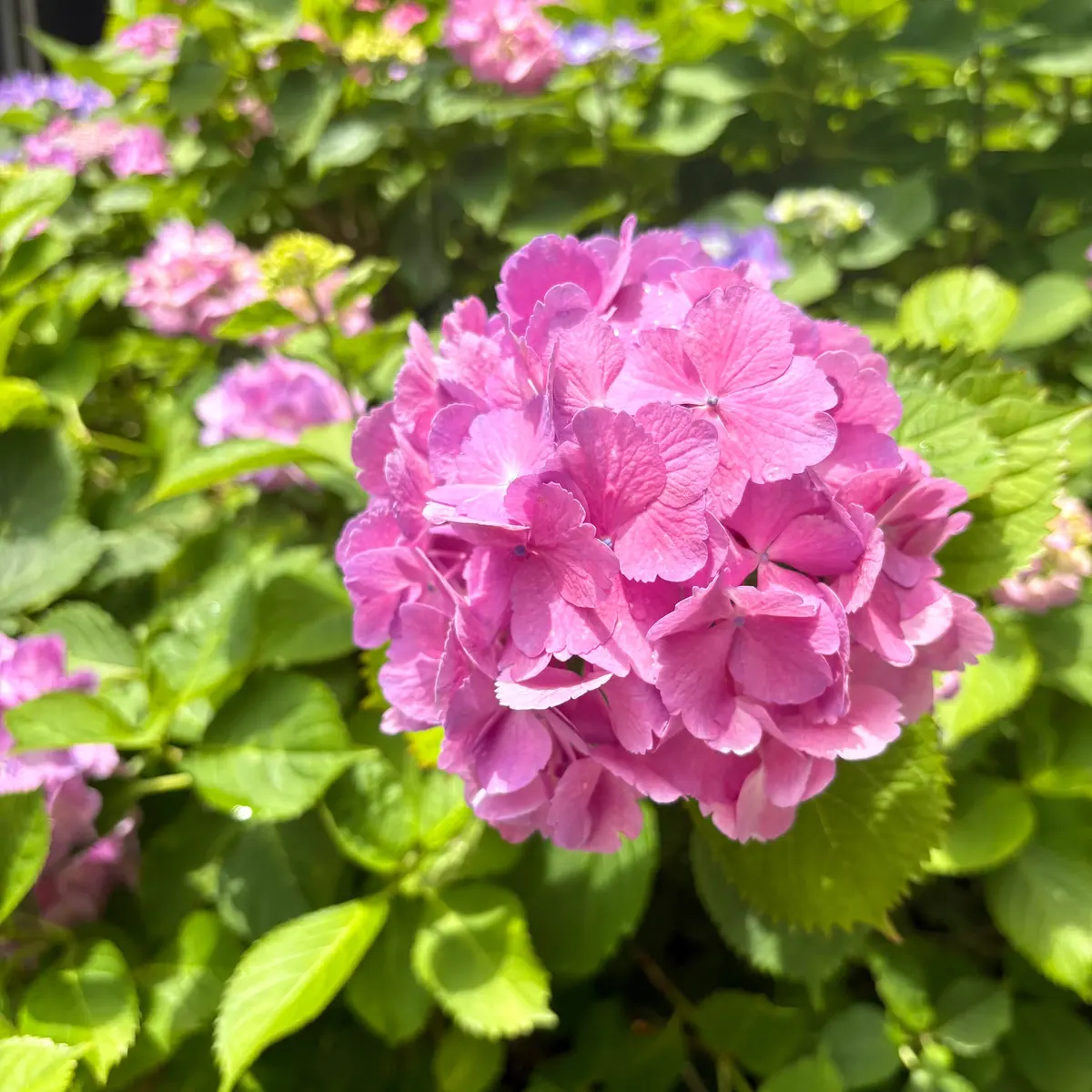 【花より団子🍡】お花もいいけど、スイーツの画像_1