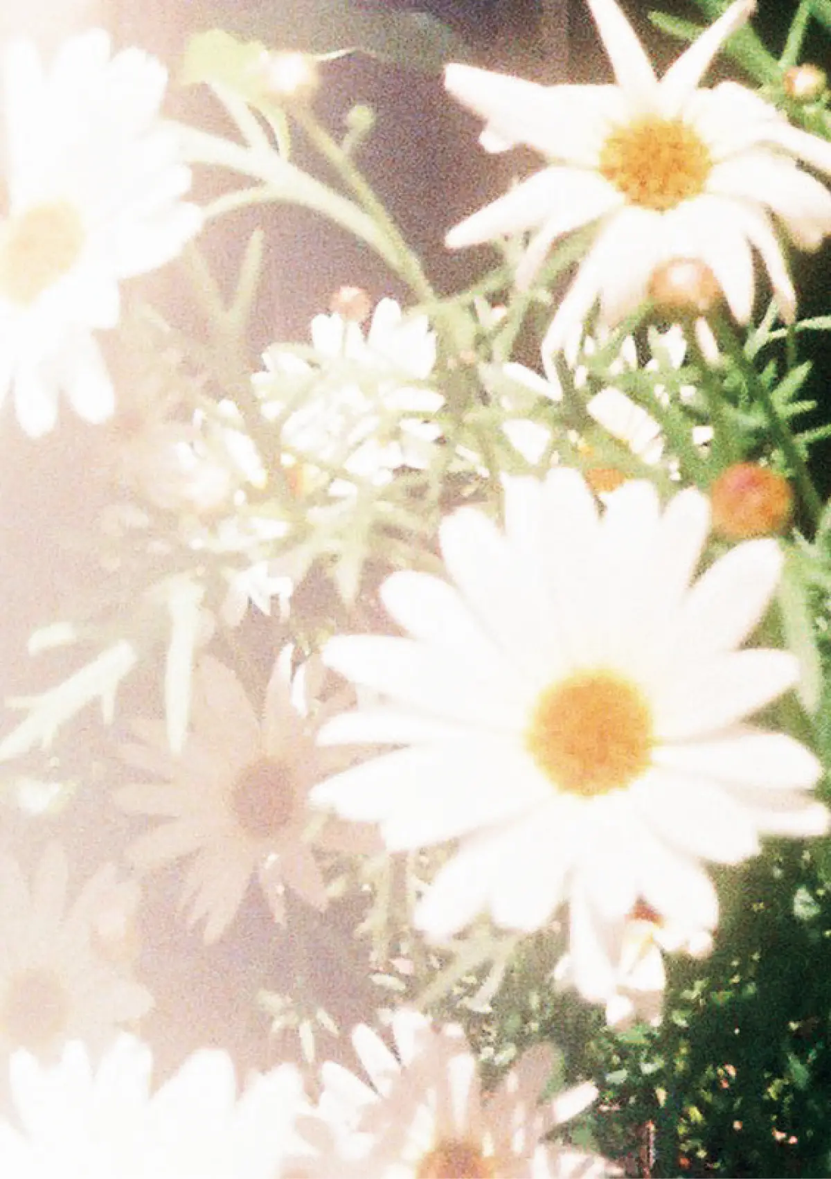 フィルムカメラで撮影した花の写真