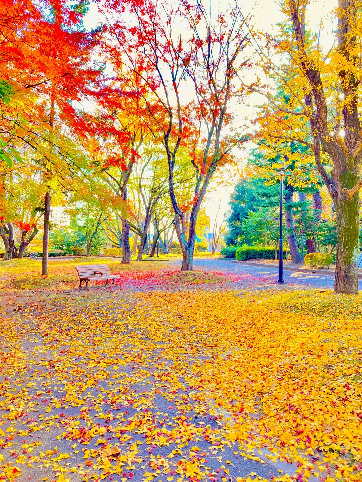 紅葉　榴ヶ岡公園