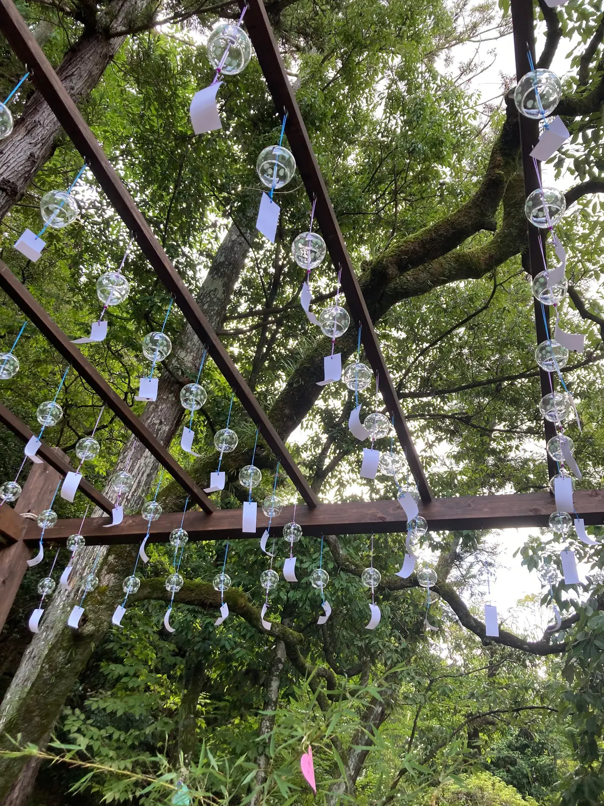 【京都・世界遺産・特別公開】上賀茂神社での画像_3