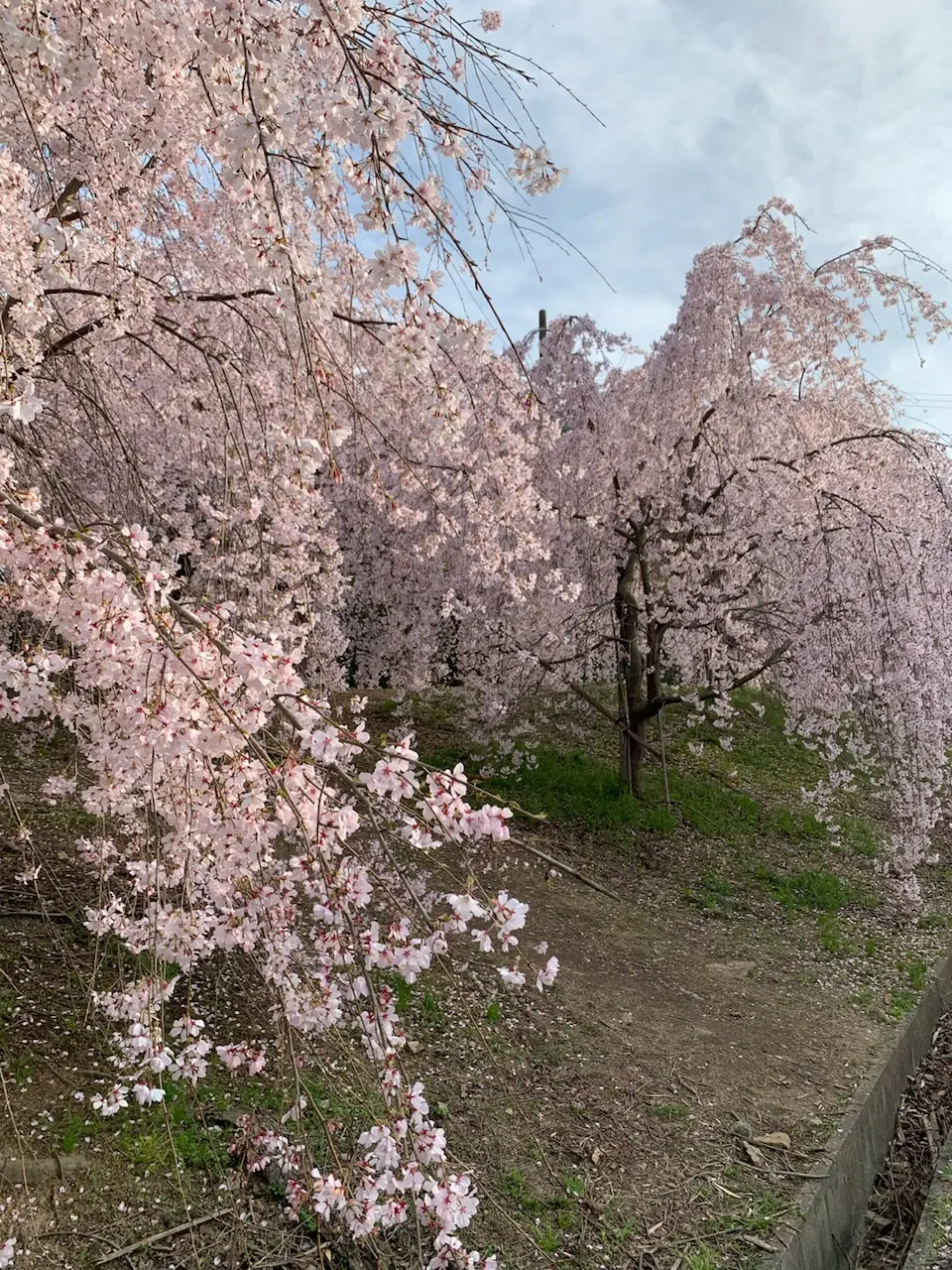 【地元民でも知らない？！穴場花見スポットの画像_1