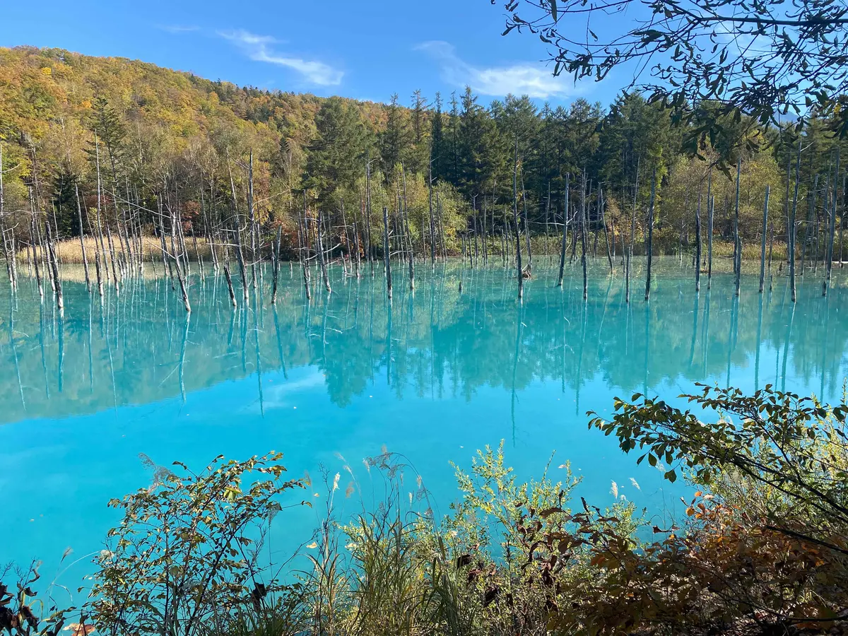 【北海道・美瑛（びえい）】紅葉とブルーのの画像_7