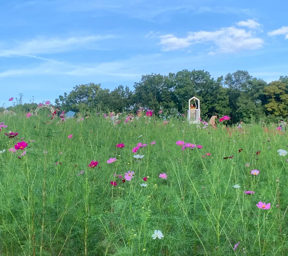 【大阪】一度にたくさんのお花が楽しめる！の画像_2