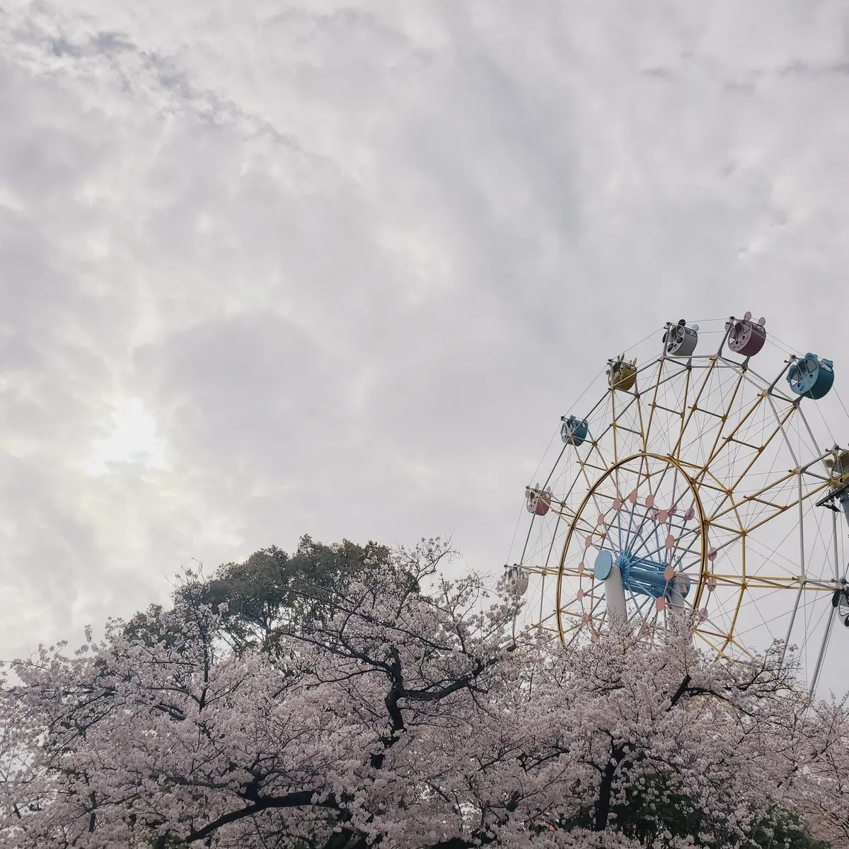 ≪関西・兵庫≫神戸近郊おすすめ桜・お花見の画像_2