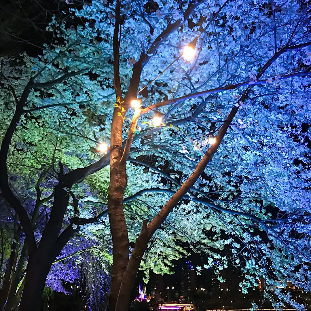 韓国・ソウル　石村湖（ソクチョンホス）　夜桜