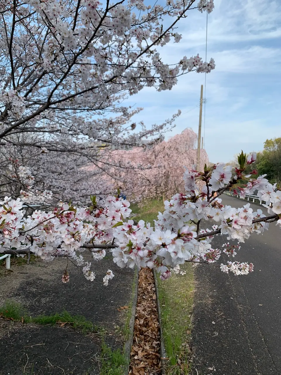 【地元民でも知らない？！穴場花見スポットの画像_2