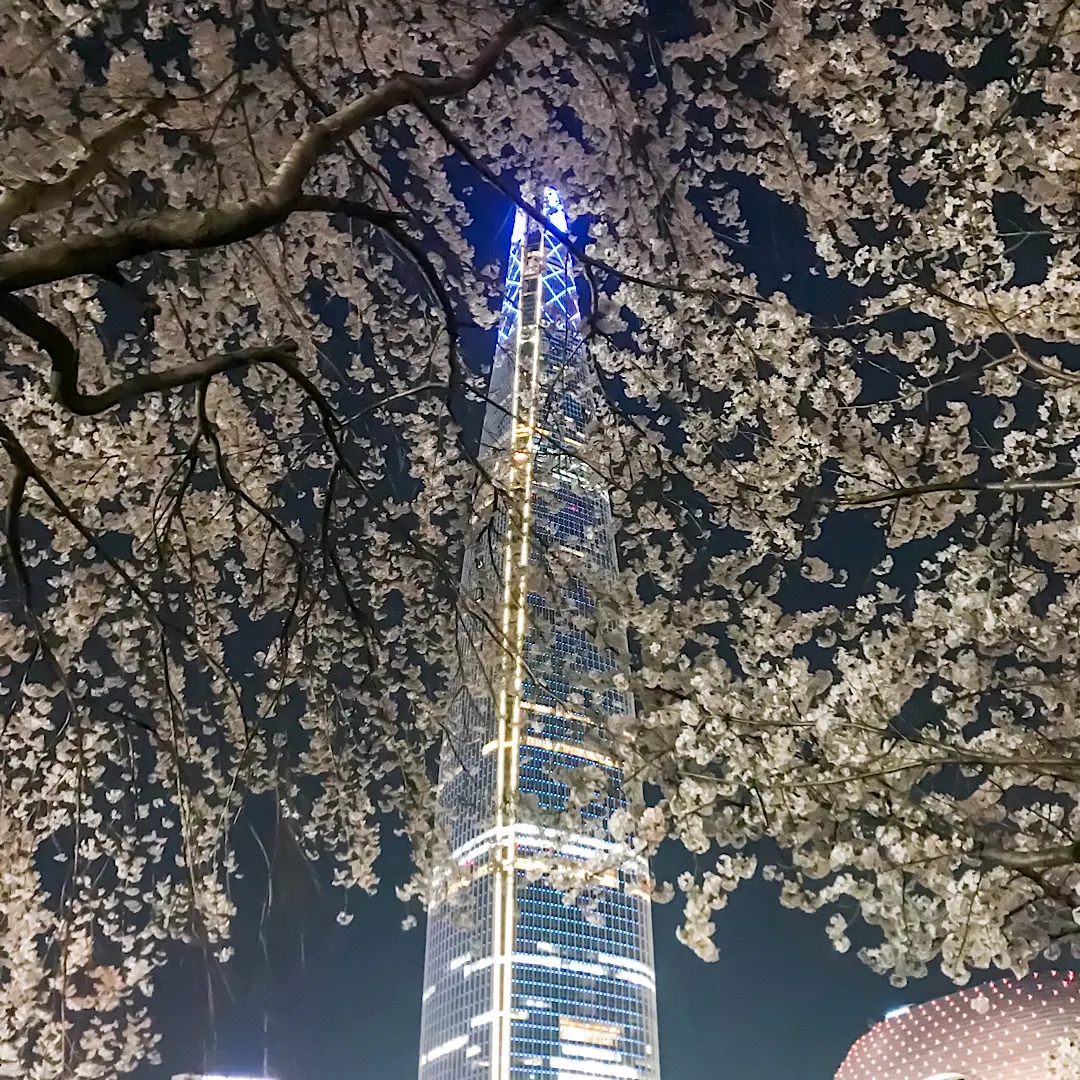 韓国・ソウル　石村湖（ソクチョンホス）桜の絶景スポット