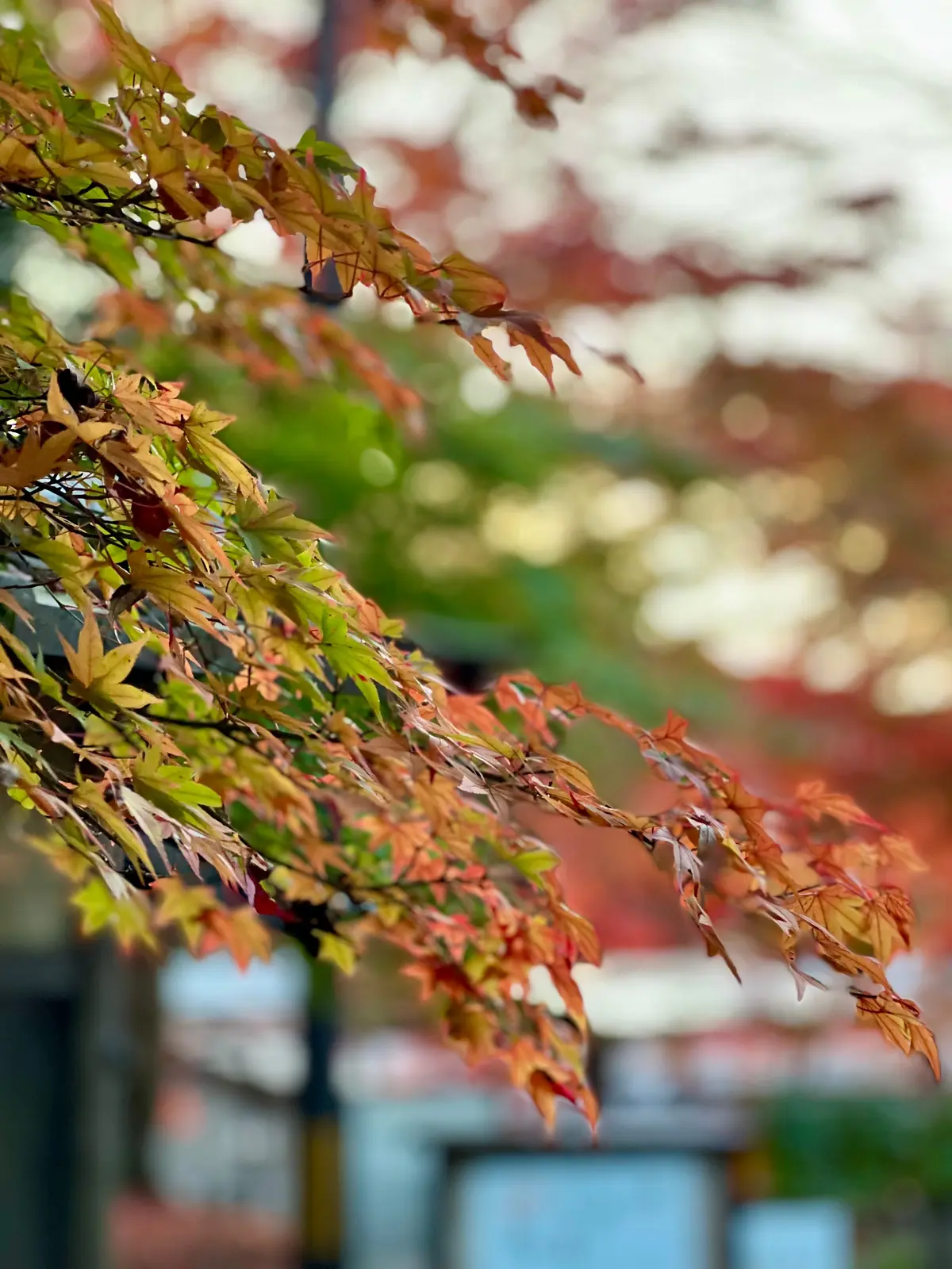 紅葉したもみじ