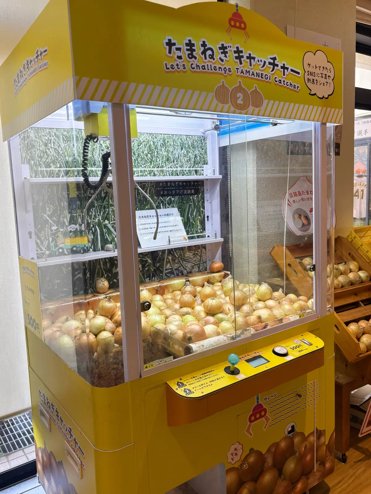 【兵庫・淡路島】たまねぎキャッチャーに挑の画像_3