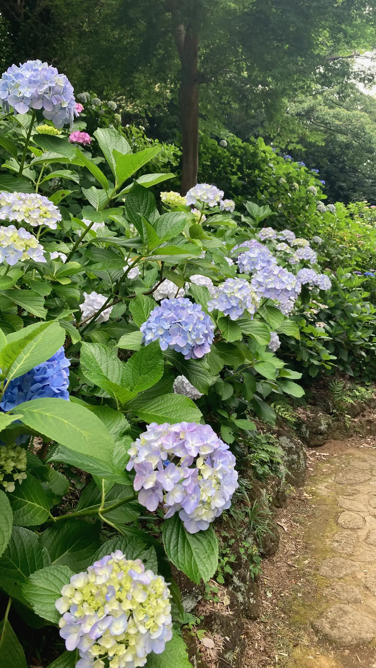 妙楽寺　紫陽花