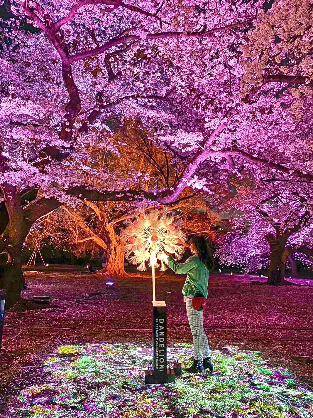【東京】おすすめ桜お花見スポット5選の画像_2