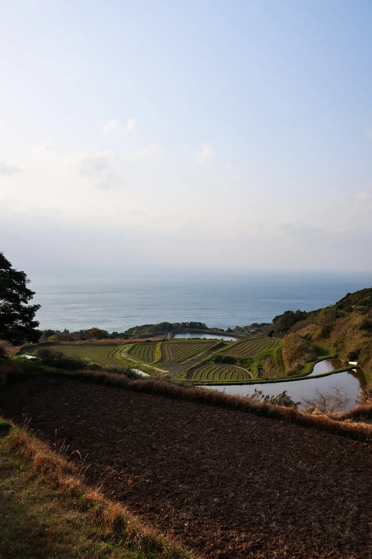 【山口県おすすめ観光コース】唐戸市場/角の画像_5