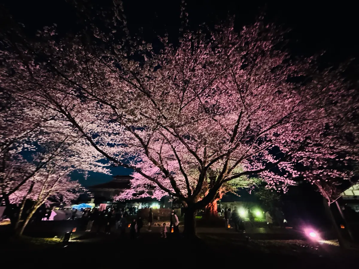 【山形桜スポット】今が満開「松ヶ岡開墾場の画像_3