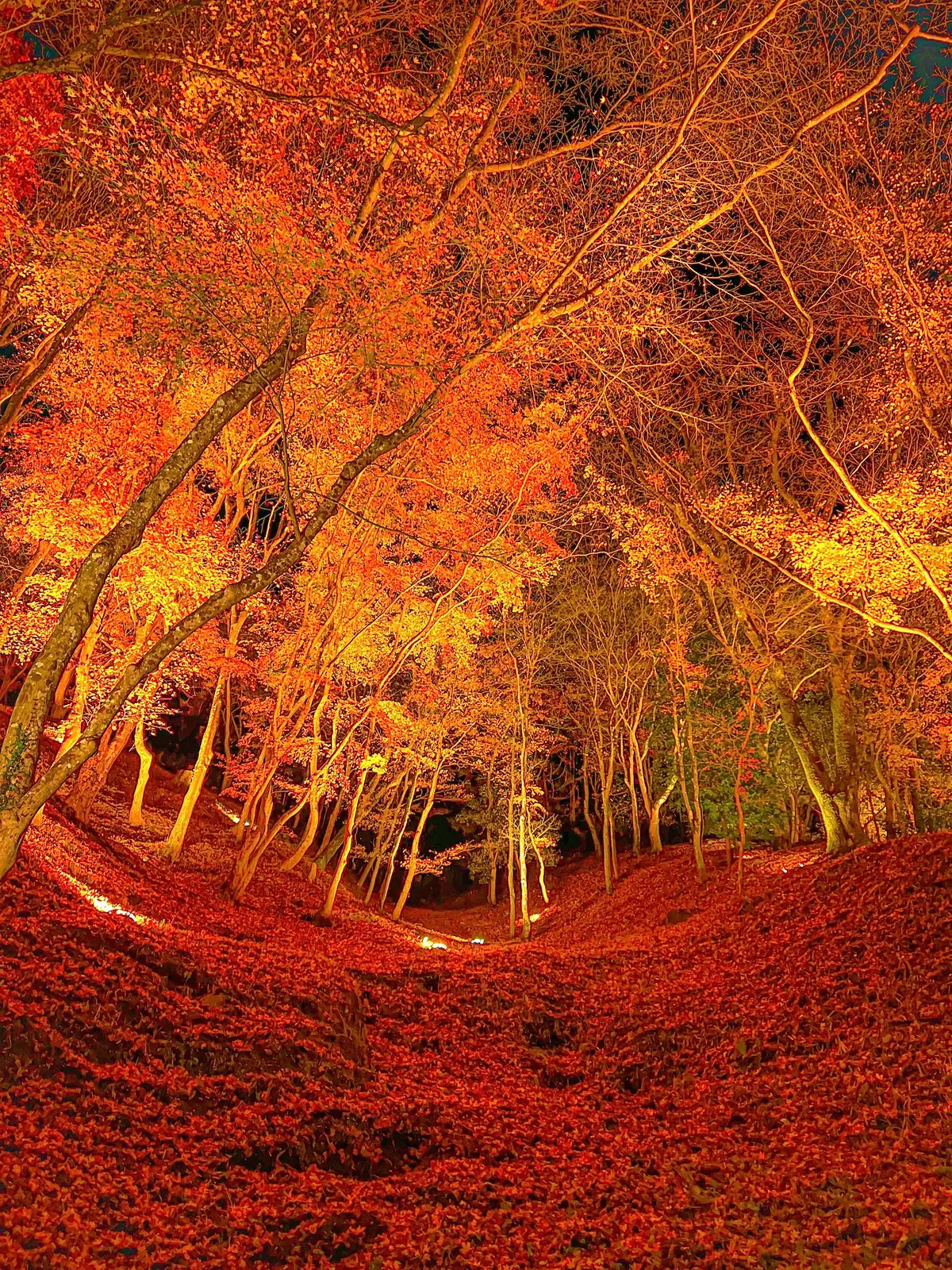 【愛知県】紅葉おすすめスポット３選の画像_1