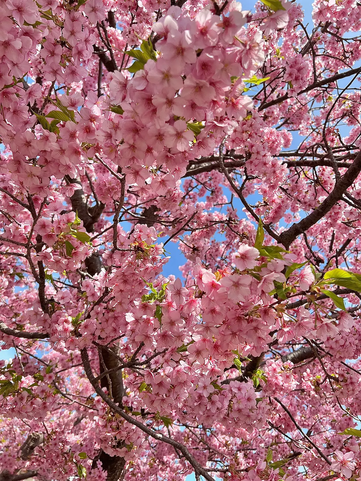 河津桜アップ写真