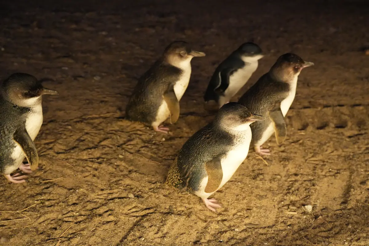Da-iCE 岩岡 徹 大野雄大 オーストラリア・メルボルン旅　フィリップ島ネイチャーパーク　ペンギン