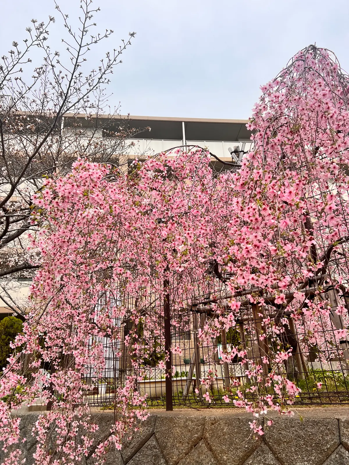 【兵庫県芦屋市】久しぶりに開催のさくらまの画像_5