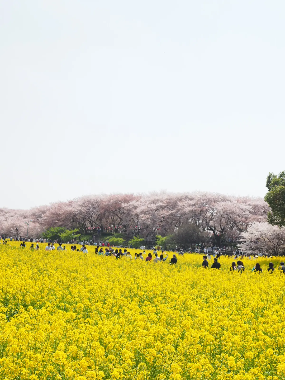 「桜×菜の花」が一度に楽しめる春の絶景スの画像_8