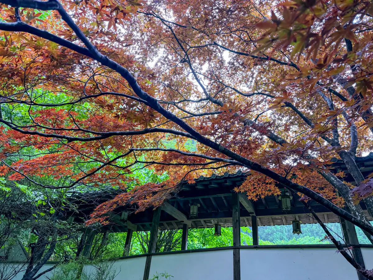 久安寺　紅葉