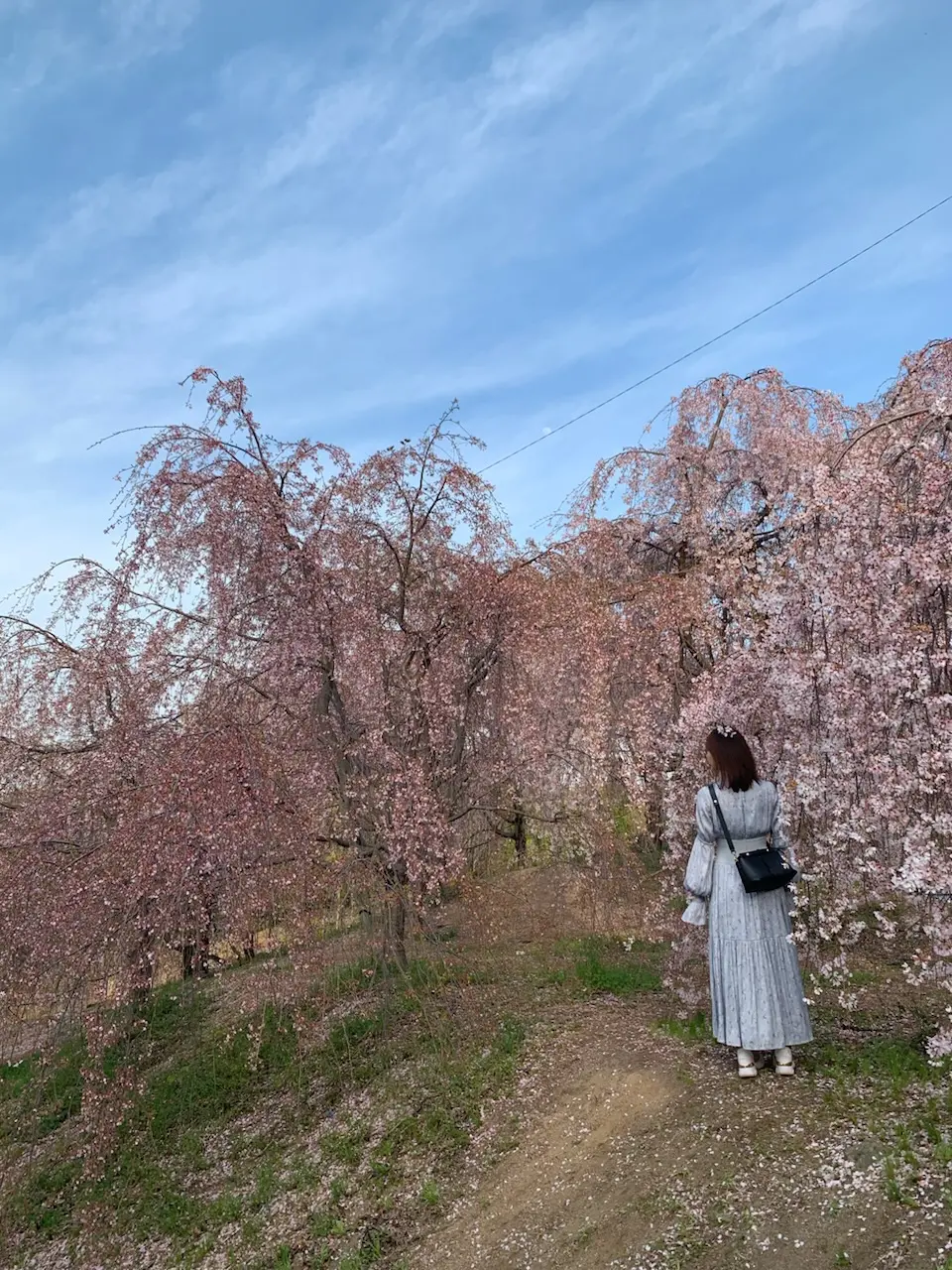 続！！【地元民でも知らない？！穴場花見スの画像_4