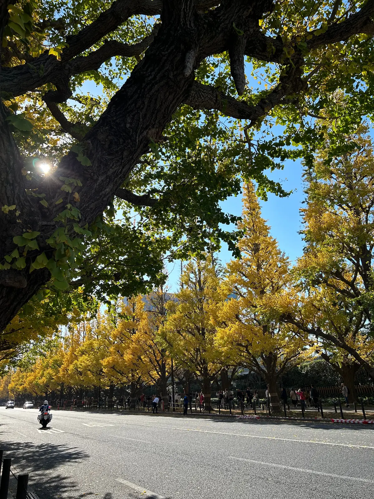 【外苑前】今が見頃！神宮外苑前に紅葉を観の画像_5