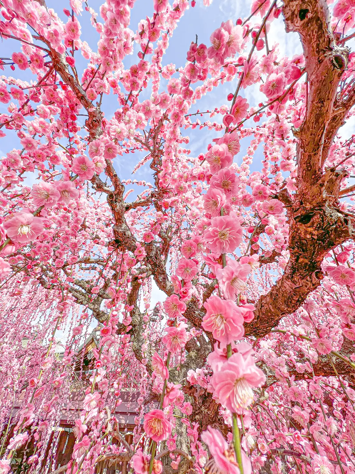 2月のおでかけにおすすめ！全国梅スポットの画像_4