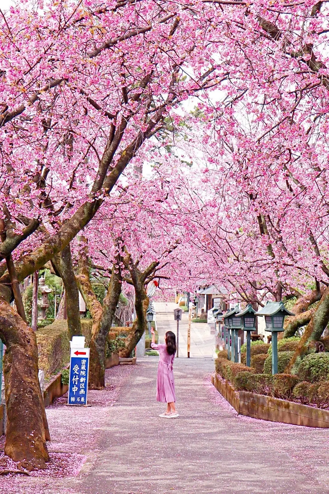 【埼玉】穴場桜スポットでお花見を楽しもうの画像_2