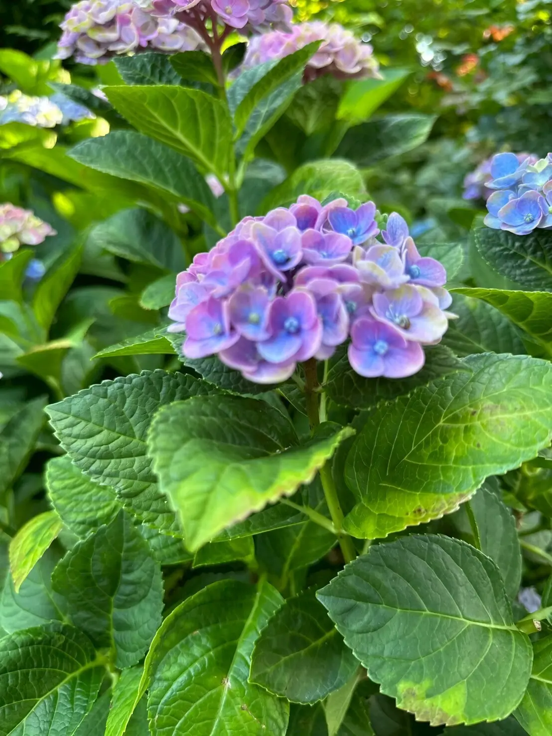 【鎌倉|紫陽花】梅雨の時期限定の大絶景！の画像_7