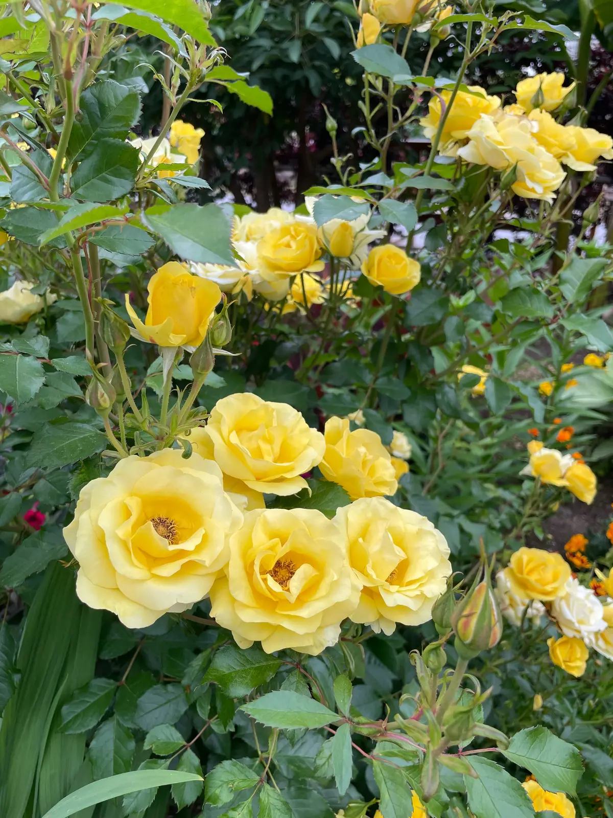 【神奈川県･バラ園】入場料無料！今が見頃の画像_5