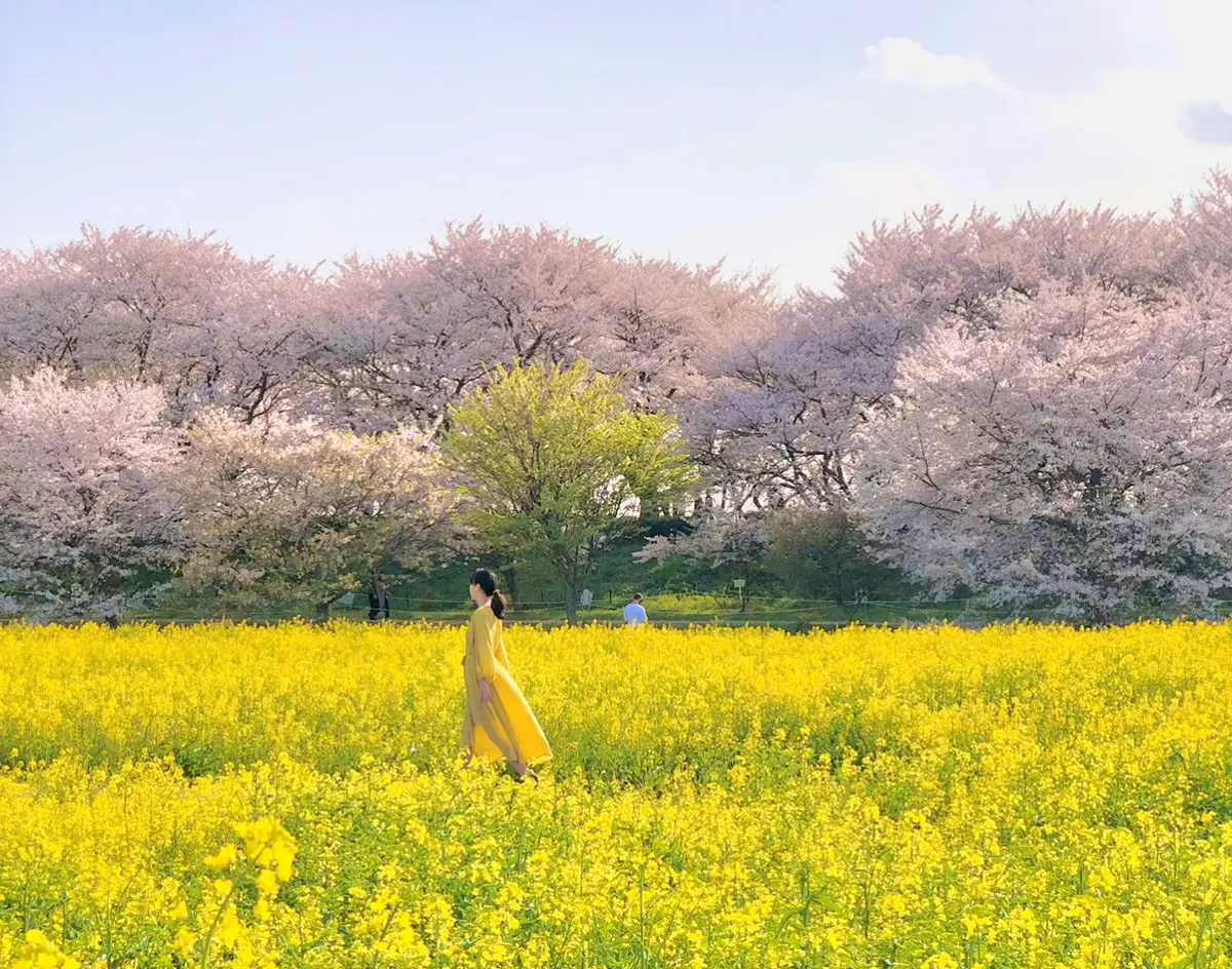 【お花見するならココ！】全国おすすめ桜スの画像_1