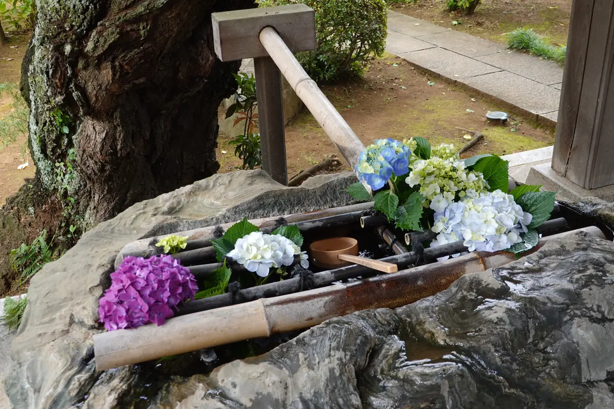 妙楽寺　紫陽花