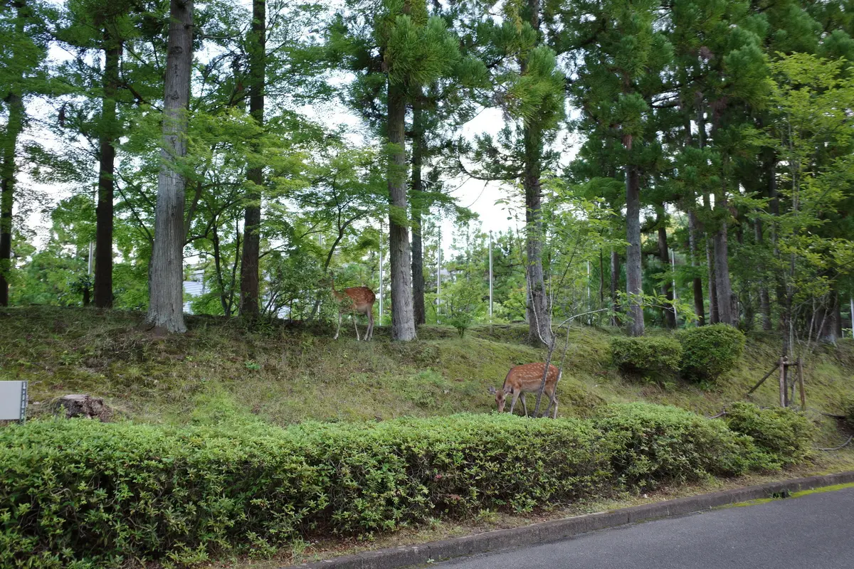 ザプリンス京都宝ヶ池