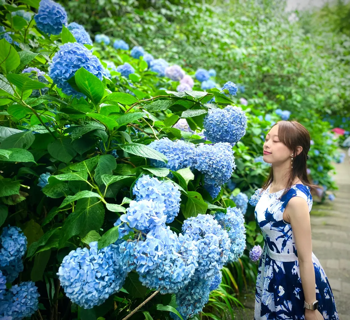 【駆け込み！北鎌倉の名所】あじさい寺としの画像_2